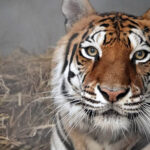 Rescued From Exploiter Ring, Tigers Relish Sanctuary Life