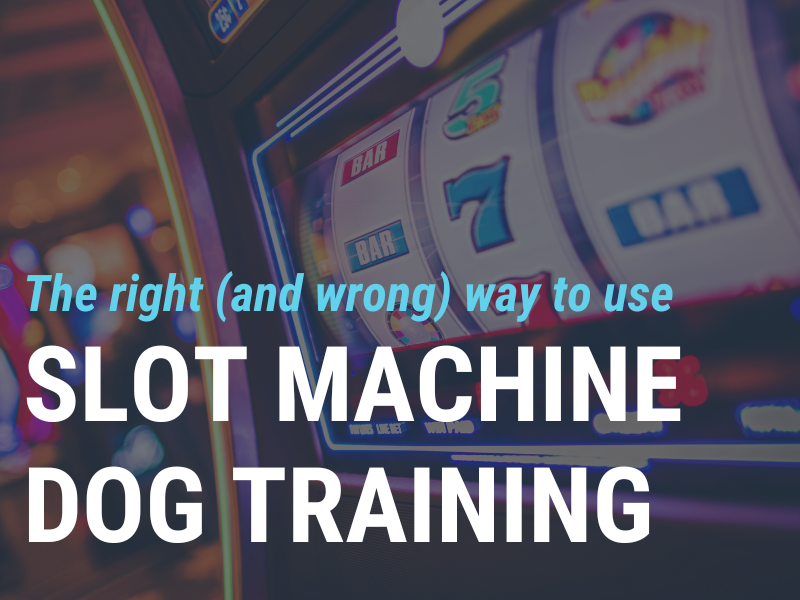 How to Get Your Dog Addicted to Paying Attention: The Right (and Wrong) Way to Use the Slot Machine Method