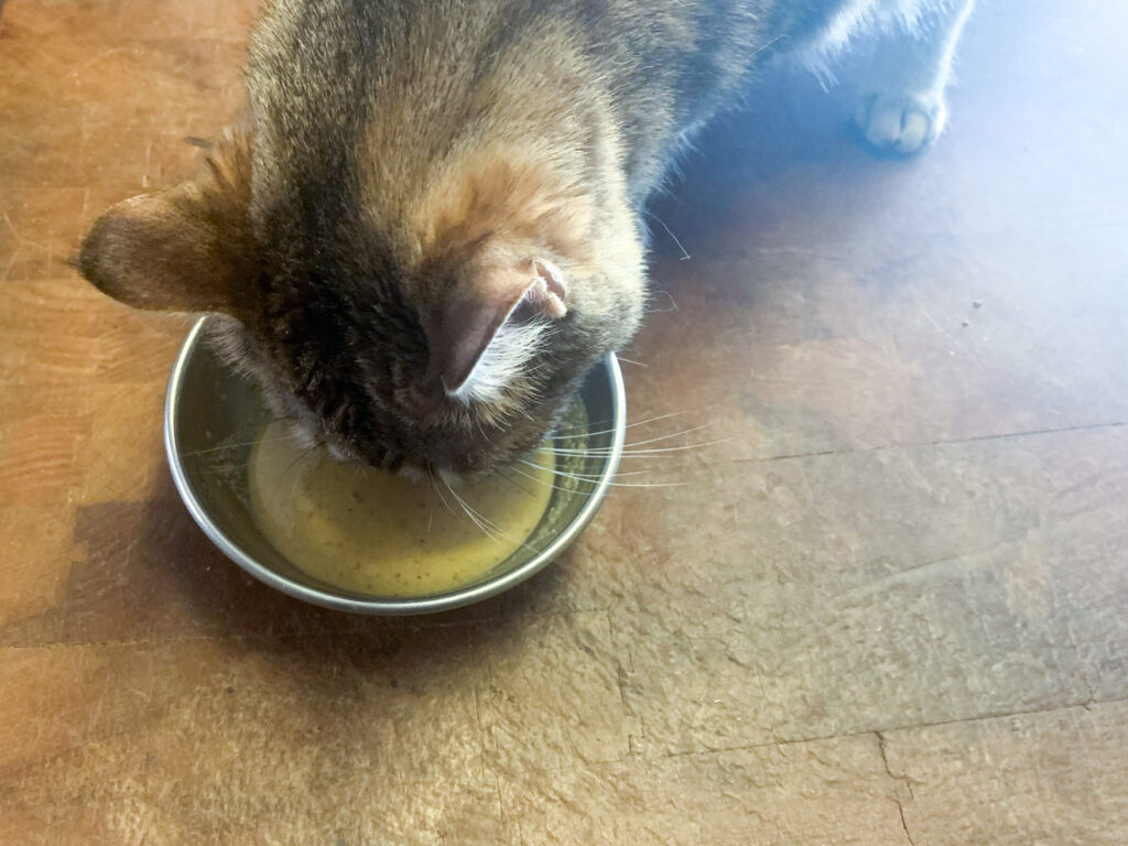 The 7 Best Wet Cat Foods of 2026 (Tested, Ranked, and Actually Approved by Picky Cats)