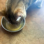 The 7 Best Wet Cat Foods of 2026 (Tested, Ranked, and Actually Approved by Picky Cats)