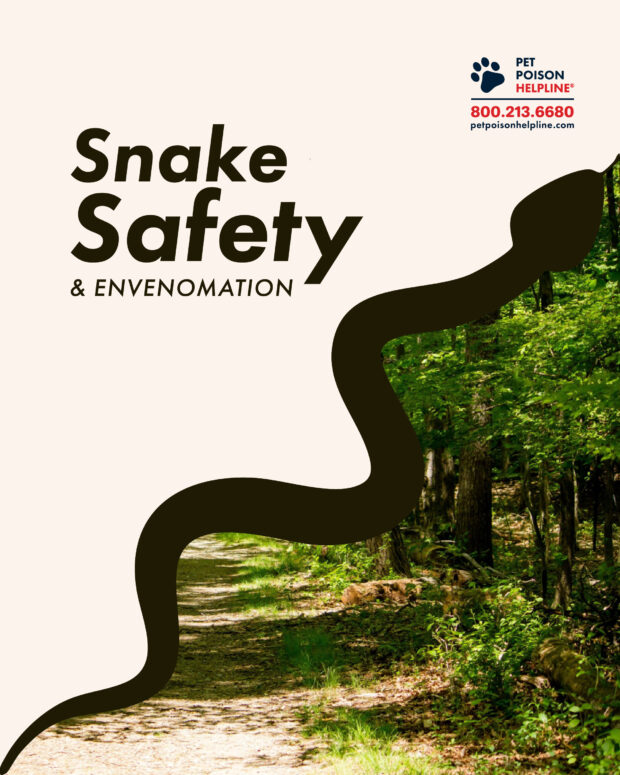 Snake Envenomation | Pet Poison Helpline®