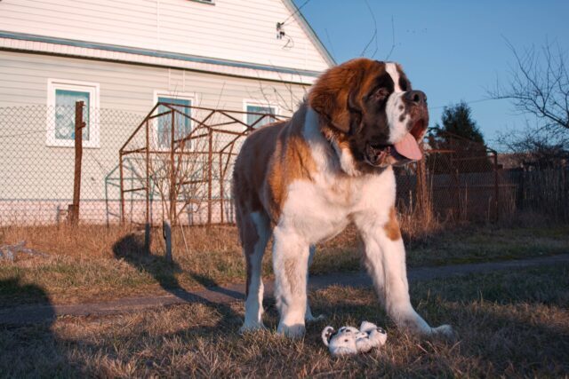 The Best 7 St. Bernard Activity Trackers For 2026