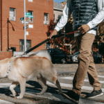 5 Ways to Stop Your Dog from Scavenging on Walks