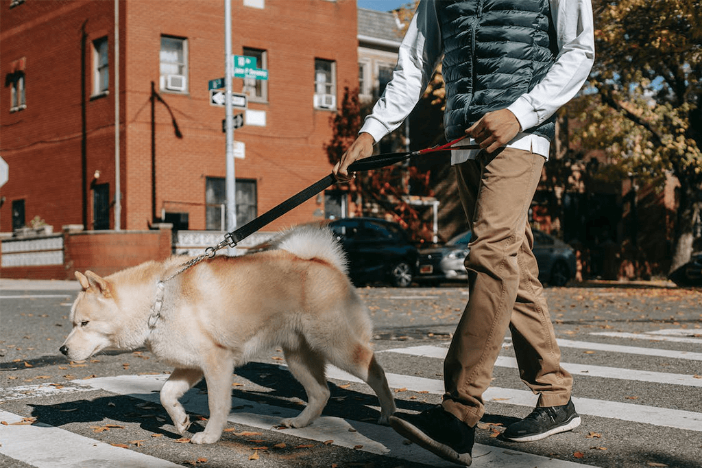 5 Ways to Stop Your Dog from Scavenging on Walks