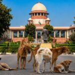 Supreme Court Refuses Plea on Dog ABC Centre Cruelty