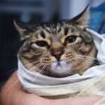 Cat Foaming at the Mouth? Here’s 6 Vet Reviewed Reasons Why