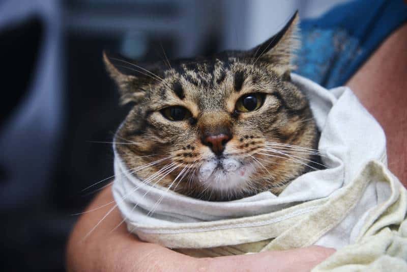 Cat Foaming at the Mouth? Here’s 6 Vet Reviewed Reasons Why
