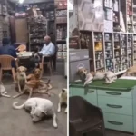 This Indian Shopkeeper Opened His Shop to Stray Dogs During the Heatwave, and the Internet is Melting (In a Good Way)