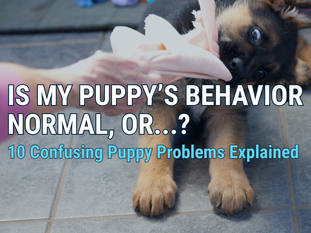 Will My Puppy Outgrow This or Do I Need to Worry? 10 Behavior Problems Explained