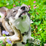 Why Is My Dog Constantly Itching?
