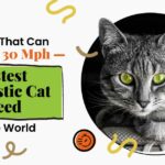 9 Fastest Domestic Cat Breeds in the World