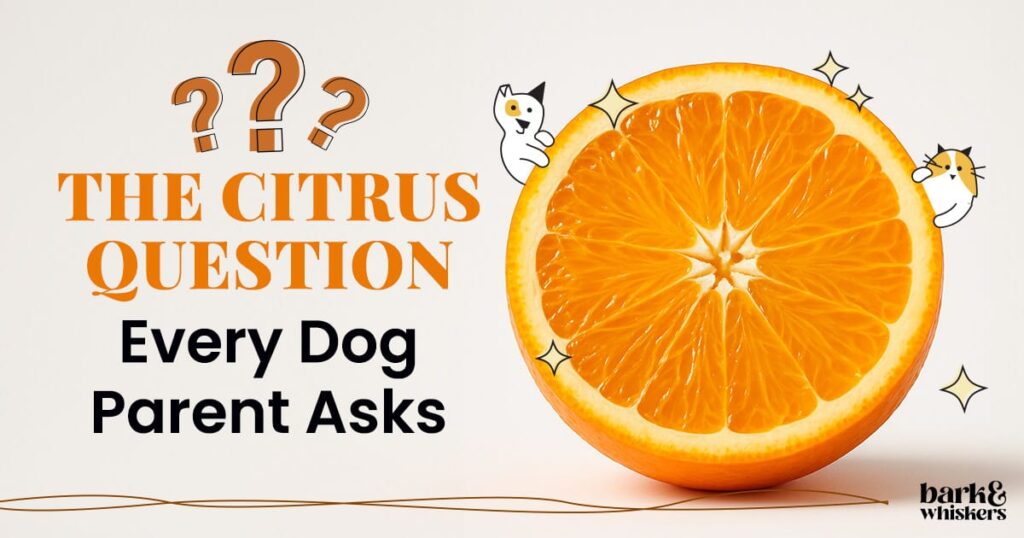 Can Pets Eat Oranges?