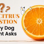 Can Pets Eat Oranges?