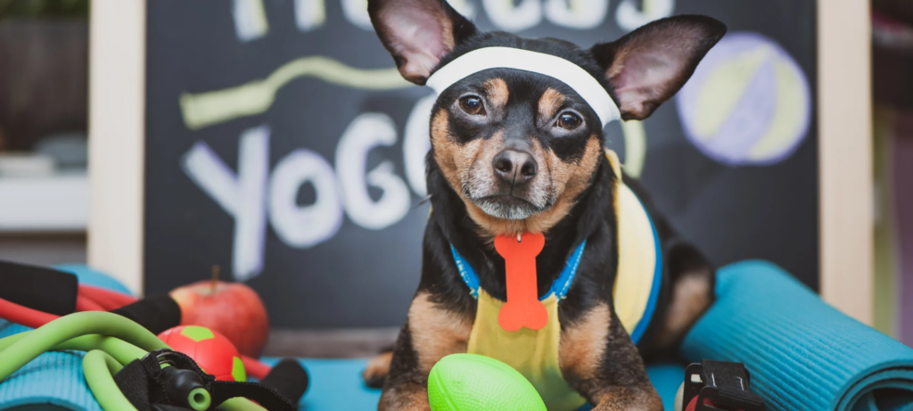 The Power of Pork: Why It’s a Game-Changer for Your Dog’s Diet