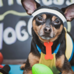 The Power of Pork: Why It’s a Game-Changer for Your Dog’s Diet