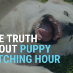 Witching Hour: Why Your Puppy Loses Their Mind Every Night (and Why “Calming Them Down” Doesn’t Work)
