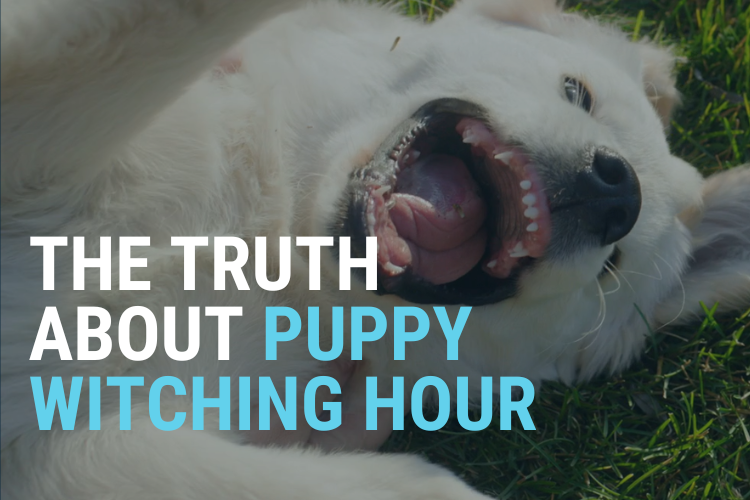 Witching Hour: Why Your Puppy Loses Their Mind Every Night (and Why “Calming Them Down” Doesn’t Work)