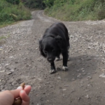This Stray Dog Kept Running Away From Her Rescuers Until This One Trick Worked On Her