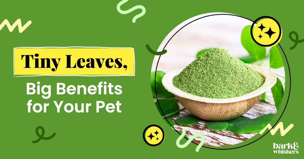 Is Moringa Good for Pets?