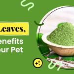 Is Moringa Good for Pets?