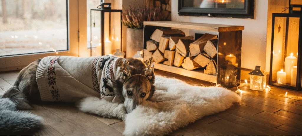Tips for a Cozy Winter with Your Dog
