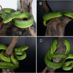 New Venomous Pit Viper Species From China Described