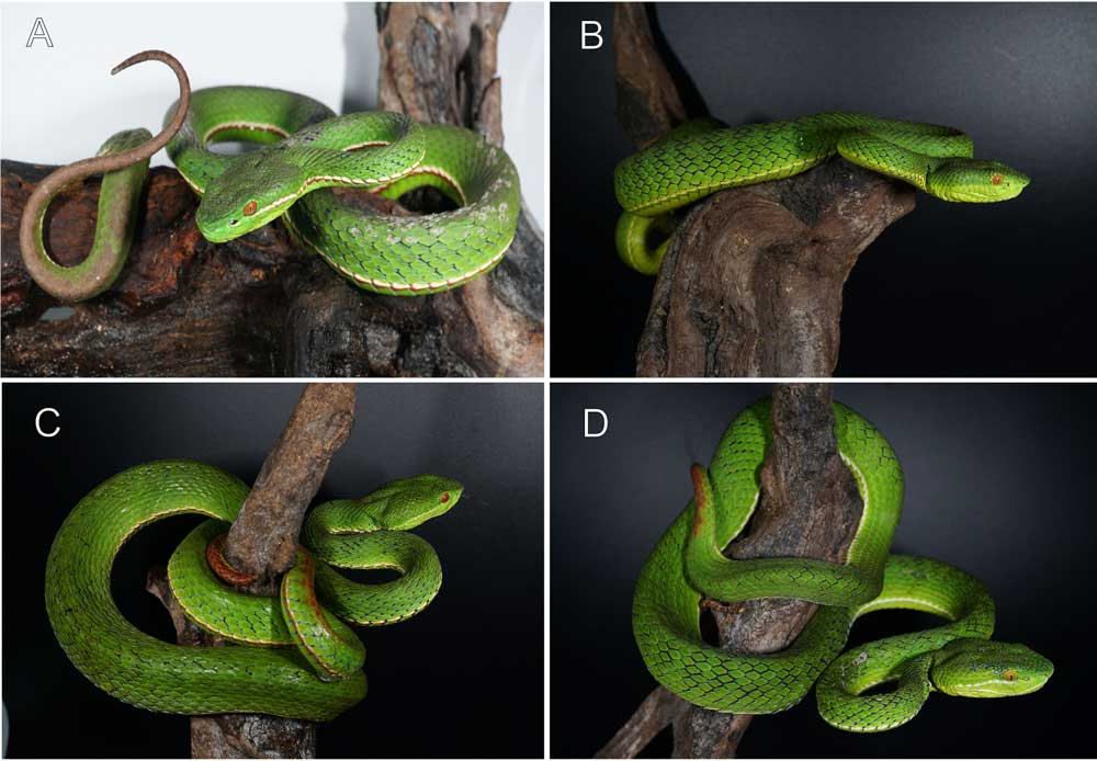 New Venomous Pit Viper Species From China Described