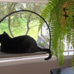 Tuft & Paw Cloud Nine Window Hammock Review: Is It Worth the Price?