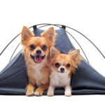 Camping with your dog checklist