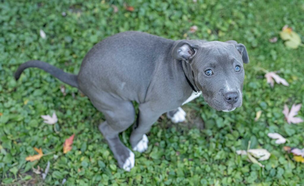 Why Your Dog’s Poop is Soft