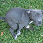 Why Your Dog’s Poop is Soft