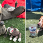 iHeartDogs Hero VIP Club Members & Supporters Gave Shelter Dogs a Brighter Summer