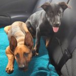Ellie & Jett Were Under The Gun. Thanks To You, They’re Headed Toward Hope.