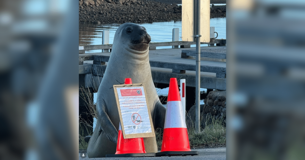 Neil the Seal Crashes Through Fences, Blocks Roads, and Wins Everyone Over