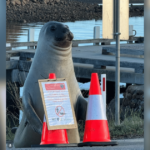 Neil the Seal Crashes Through Fences, Blocks Roads, and Wins Everyone Over