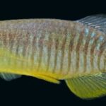 Video – Saving the Corfu Killifish — Seriously Fish