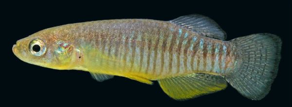 Video – Saving the Corfu Killifish — Seriously Fish
