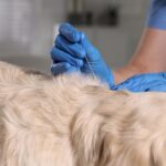 What Vets Say About Acupuncture as a Treatment for Dogs — Dogster