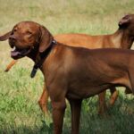The Best 7 Vizsla Activity Trackers For 2026
