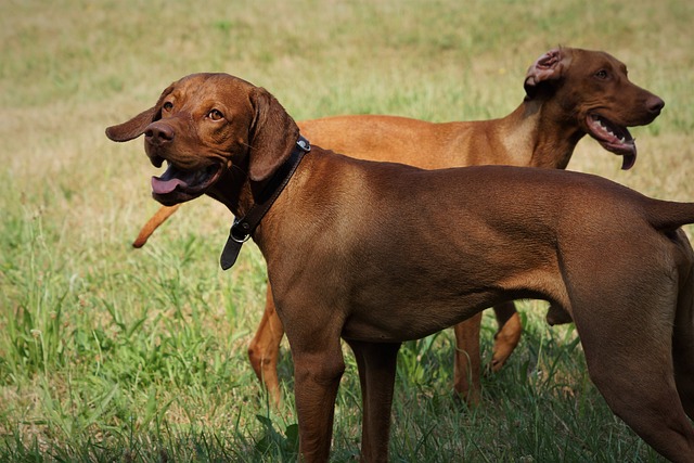 The Best 7 Vizsla Activity Trackers For 2026