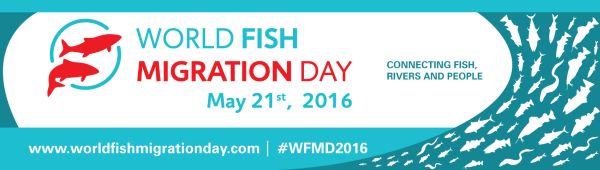 Help Migratory Fish around the World — Seriously Fish