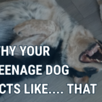 Why Your Teenage Dog Kinda Sucks