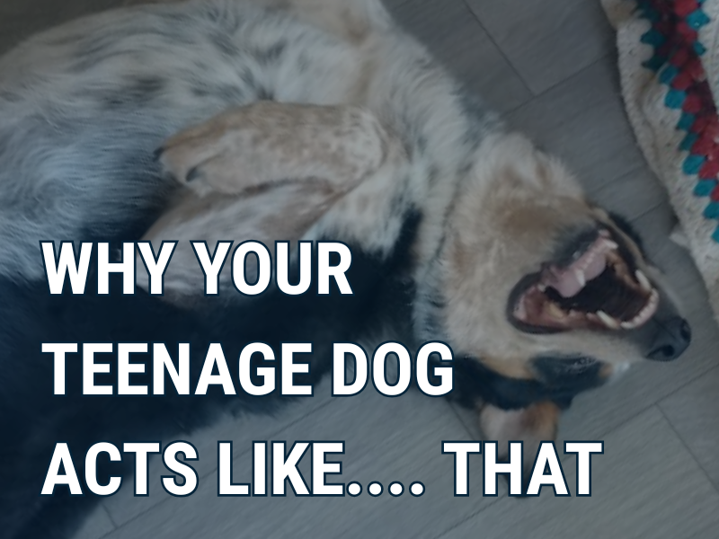 Why Your Teenage Dog Kinda Sucks