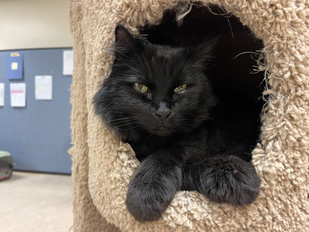 Rehoming Senior Cats: Why Patience is Key