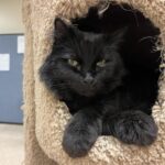 Rehoming Senior Cats: Why Patience is Key 