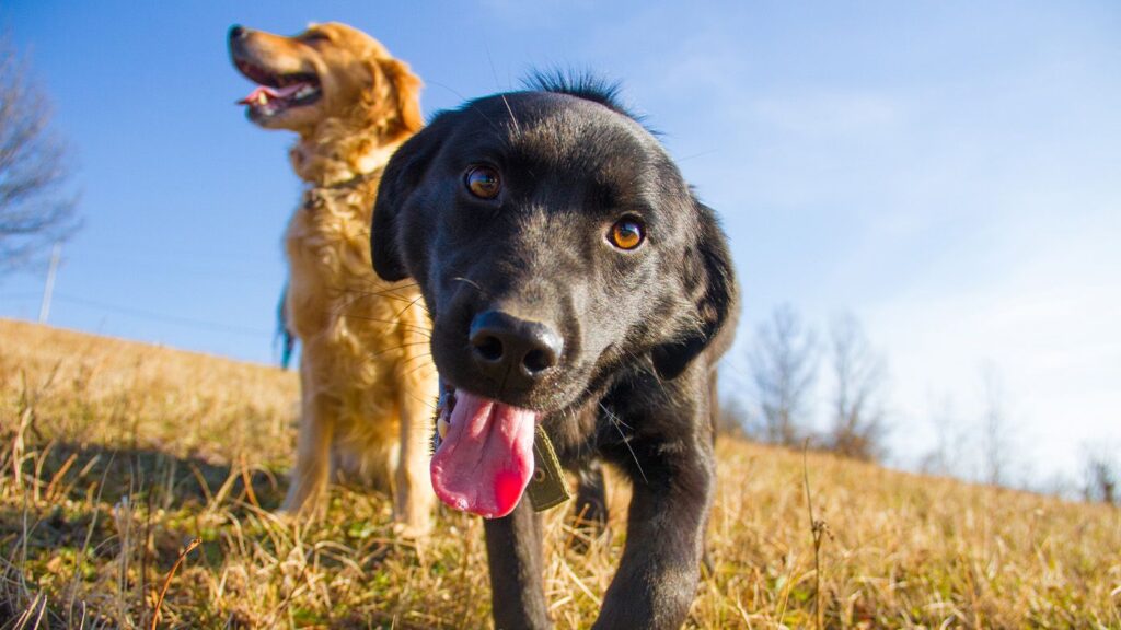 Rover reveals the most popular dog breeds in the US