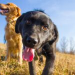 Rover reveals the most popular dog breeds in the US