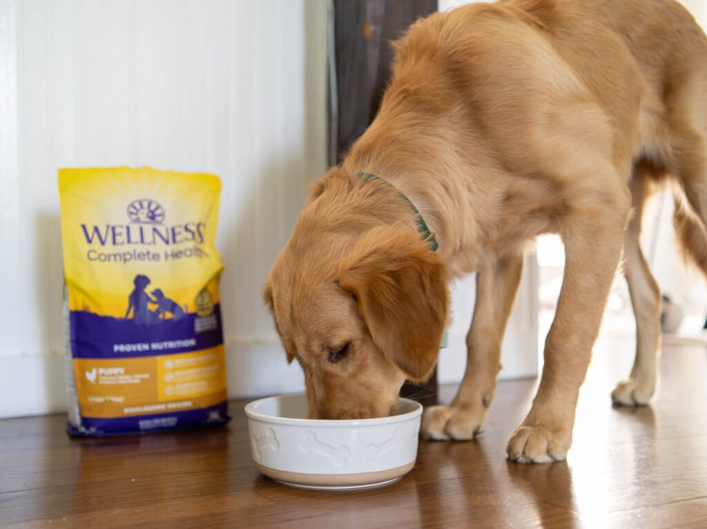 Best Puppy Food for Sensitive Stomachs