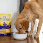 Best Puppy Food for Sensitive Stomachs