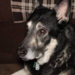 7 Best Dog Food for German Shepherds